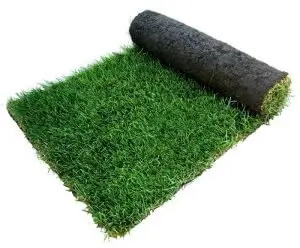 rye gold lawn turf yeadon